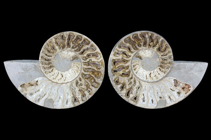 Choffaticeras (Daisy Flower) Ammonite - Madagascar #86775